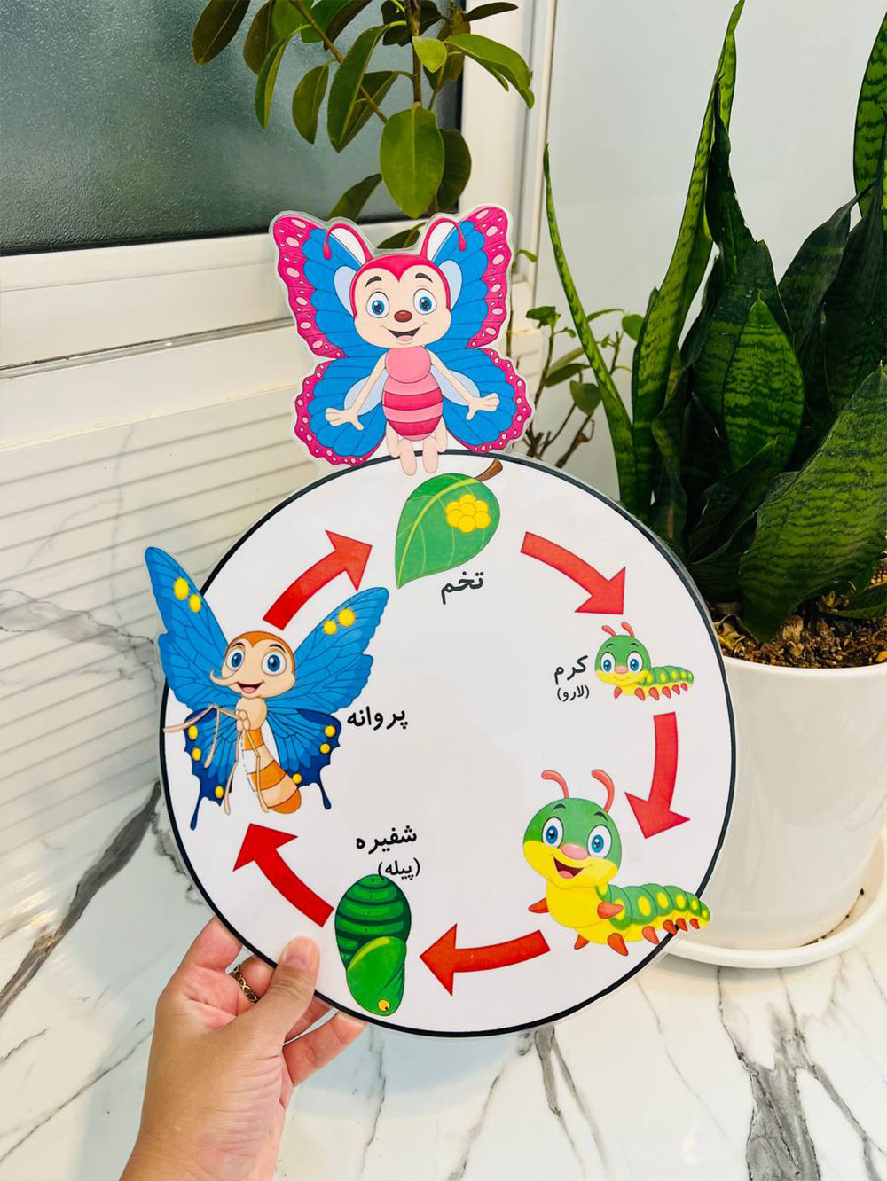 چرخه ی زندگی غورباقه پروانه لاک پشت 